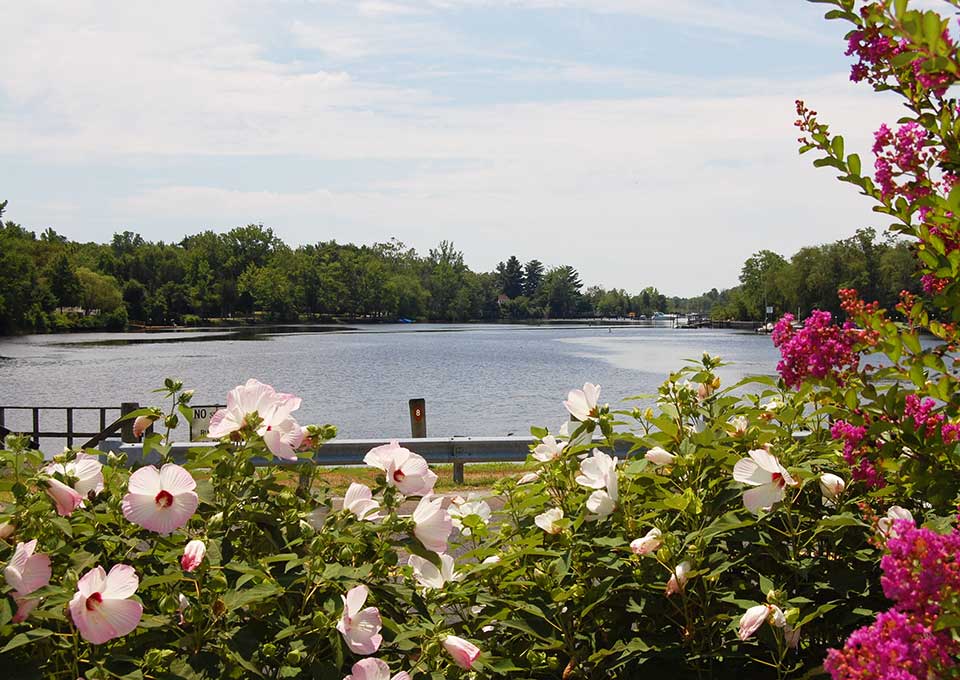 Flowers overlooking the lake at Glaskill Park